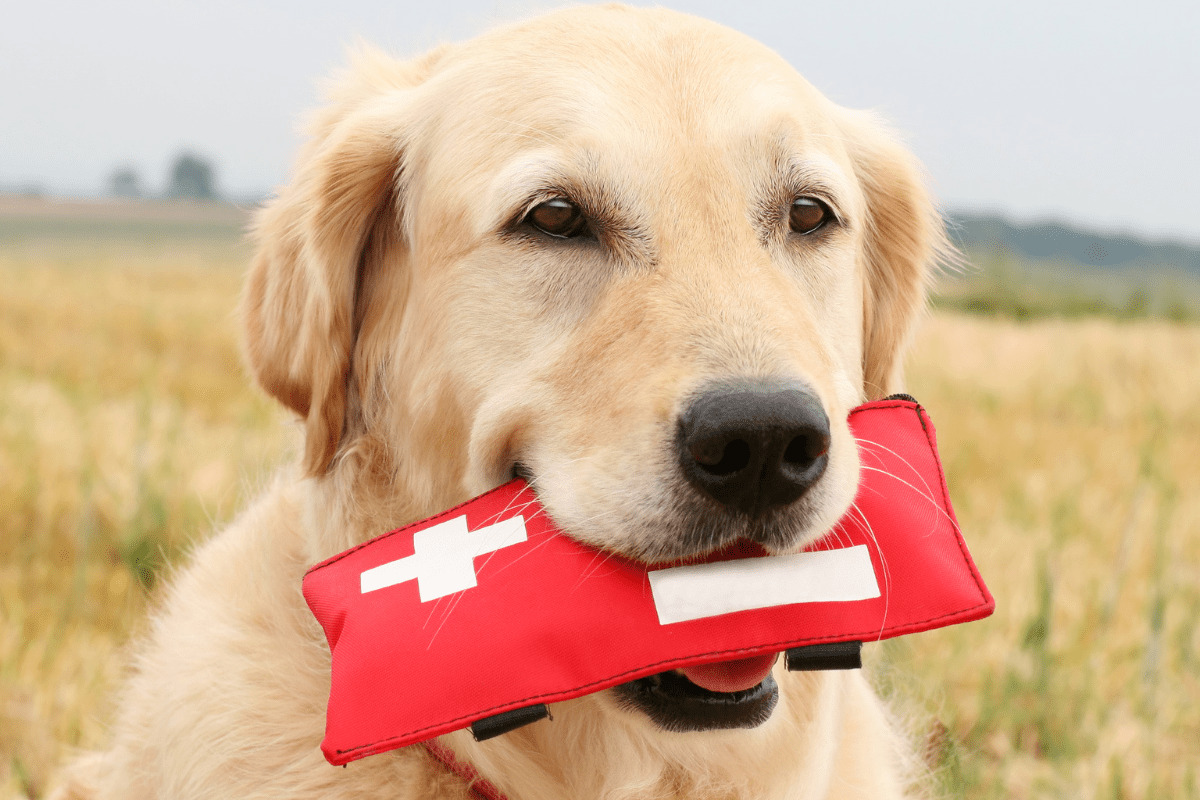 An assistant dog carrying a medical aid pouch